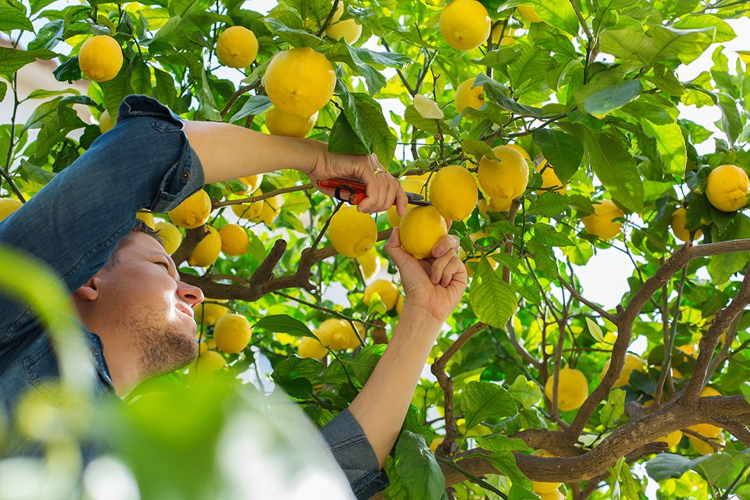 Naturen som kilde - en mand, der høster citroner