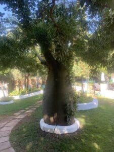 The following image shows a tree in the nice garden of the hotel